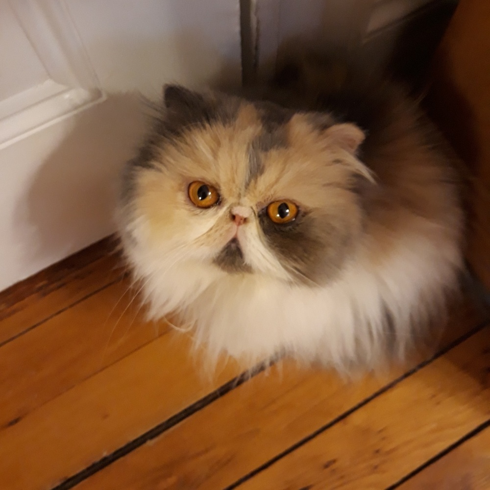 Meet your Posher, Clotilde